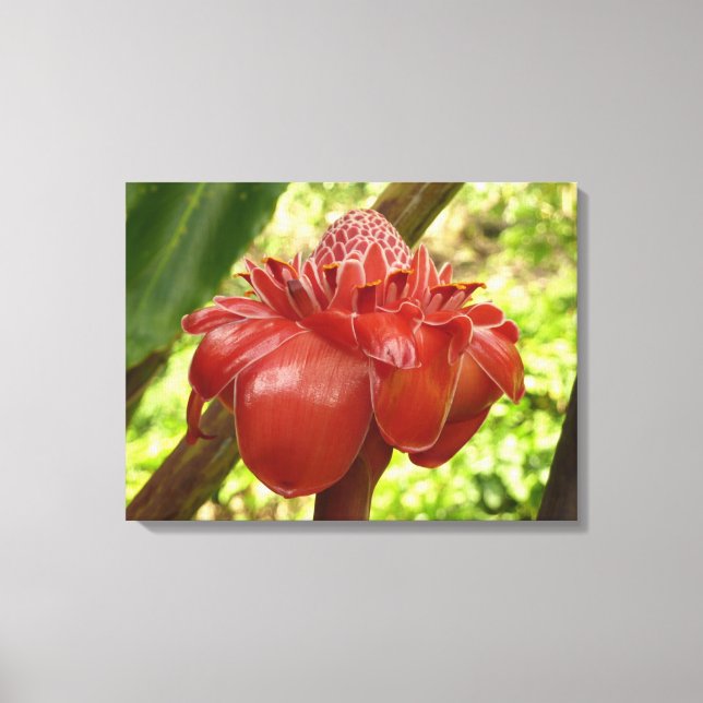 Toile Red Torch Ginger Tropical Flower Photographie (Recto)