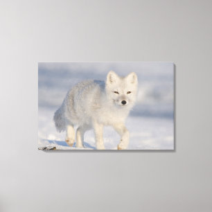 Toile Renard arctique, Alaska