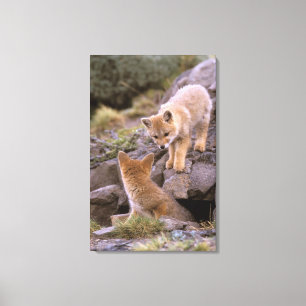 Toile Renard gris d'Amérique du Sud (Lycalopex griseus)