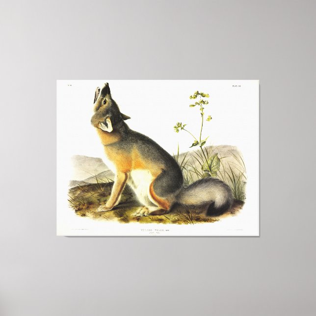Toile Renard rapide (Vulpes Velox) des Quadrupeds d'Audu (Recto)