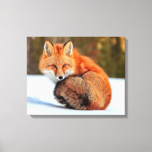 Toile Renard Rouge En Neige   Yukon
