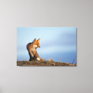 Toile renard rouge, Vulpes vulpes