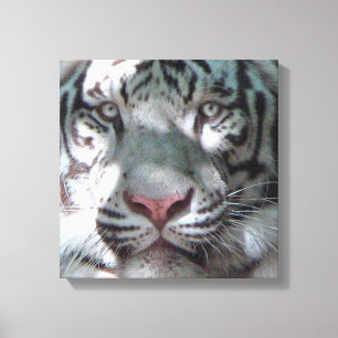 Toile Rencontre blanche de tigre
