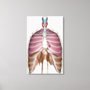 Toile rendu 3d de l'appareil respiratoire
