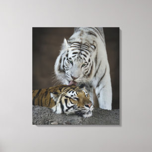 Toile Repos blanc et Brown de tigres