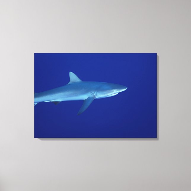 Toile Requin (Recto)