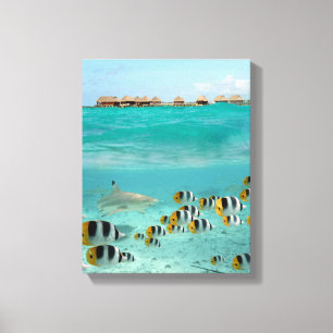 Toile Requin chassant des poissons dans la lagune de