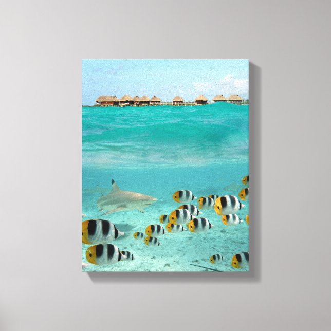 Toile Requin chasse poissons dans la lagune de Bora Bora (Recto)