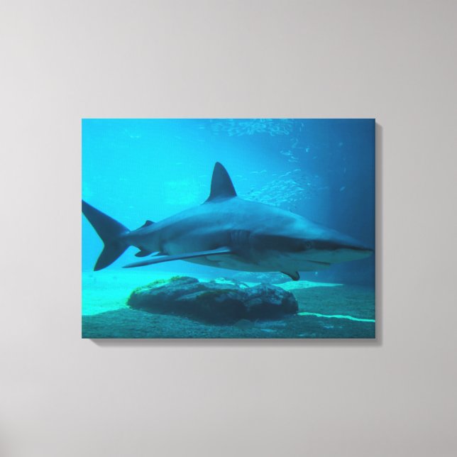 Toile Requin de nuit (Carcharhinus obscurus), Ushaka (Recto)