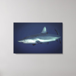 Toile Requin gris de récif à Yap en Micronésie
