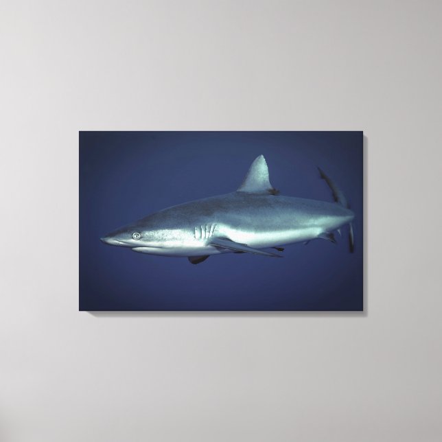 Toile Requin gris de récif à Yap en Micronésie (Recto)