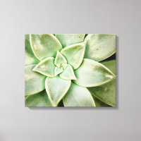 Ressort Succulent