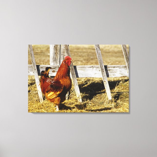 Toile Rhode Island Red Rooster (Recto)