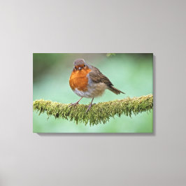 Toile Robin