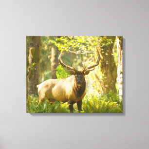 Toile Roosevelt Elk   Parc National Olympique, Washingto