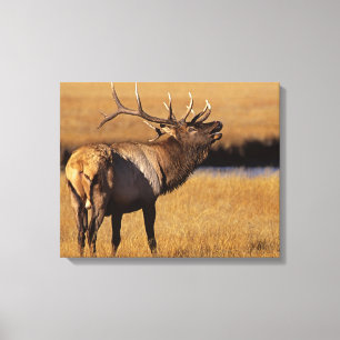 Toile Roosevelt Eull Elk Wyoming