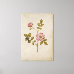 Toile Rosa Canina - Dogrose et Caterpillar (crayon et