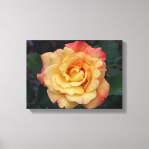 Toile Rose Beautiful Pink and Yellow Floral