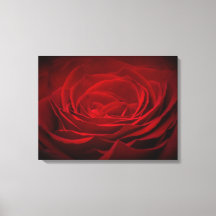 Rose De Sang Rouge Profond Sur Noir