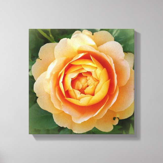 Toile Rose d'or (Recto)