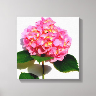 Toile Rose Hydrangea rose fleur rose rose floral