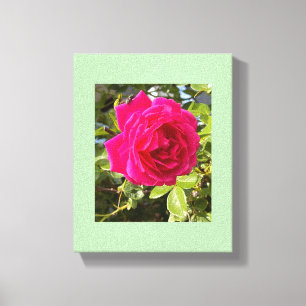 Toile Rose rose et une mouche