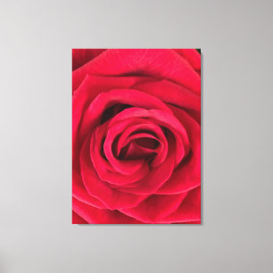 Toile Rose rouge