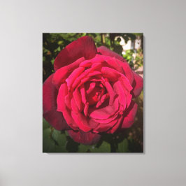Toile Rose rouge
