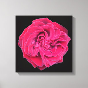 Toile Rose rouge