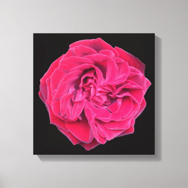 Toile Rose rouge (Recto)
