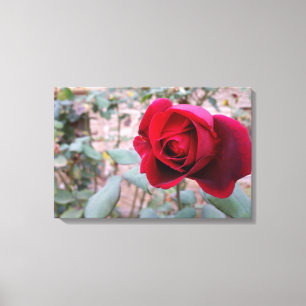 Toile Rose rouge d'automne