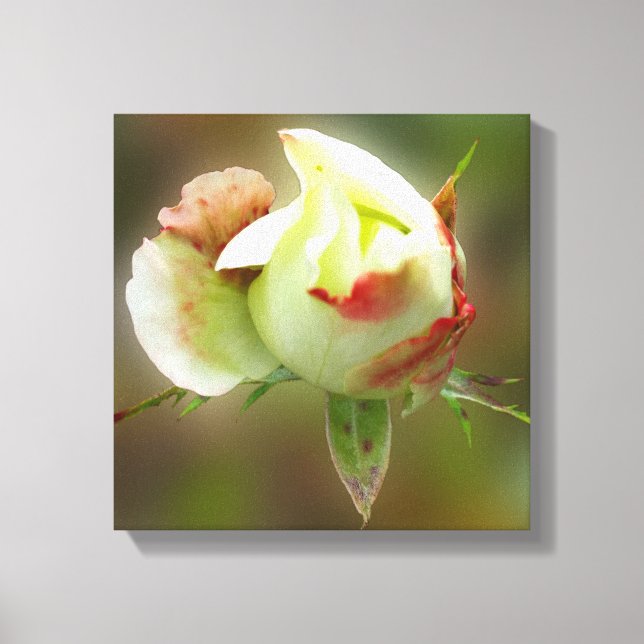 Toile rosebud brillant (Recto)