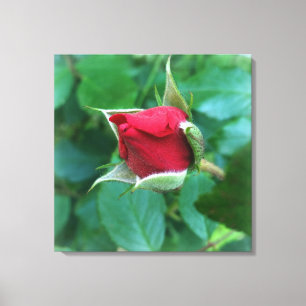 Toile rosebud rouge