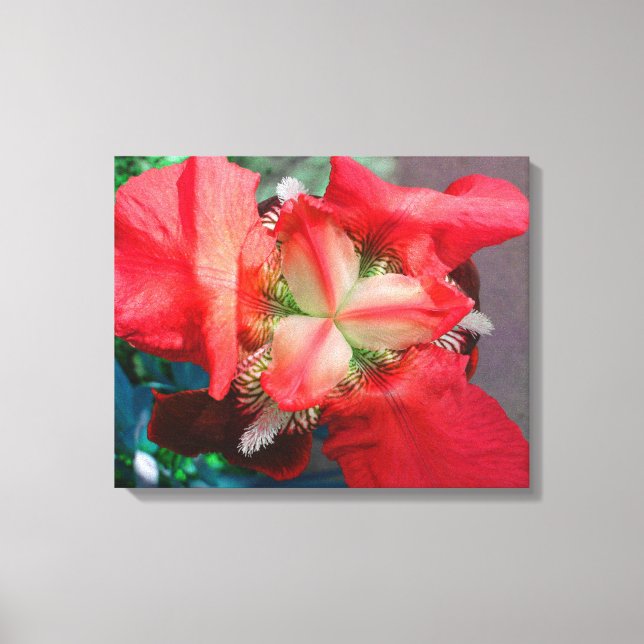 Toile rouge Iris (Recto)