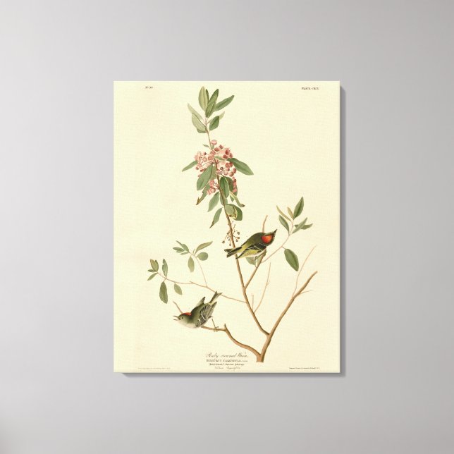 Toile Ruby couronné Wren (Kinglet) Audubon Birds Amériqu (Recto)