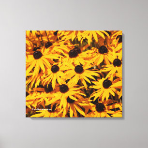 Toile Rudbeckia Fulgida / Orange Coneflower