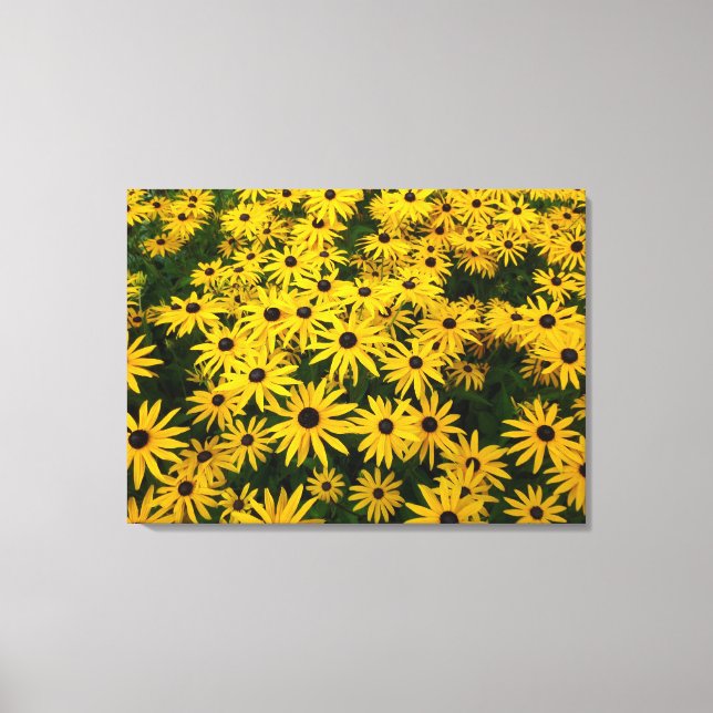 Toile Rudbeckia Hirta (Susans aux yeux noirs) (Recto)