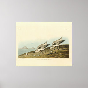 Toile Ruddy Plover (Sanderling) Audubon Birds of America
