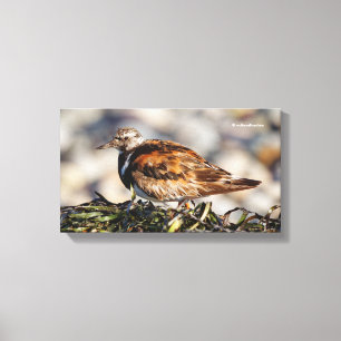 Toile Ruddy Tournstone Shorebird à la plage
