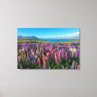 Russle Lupines au lac Tekapo | Nouvelle-Zélande