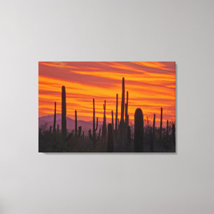Toile Saguaro, coucher de soleil, Parc national de Sagua