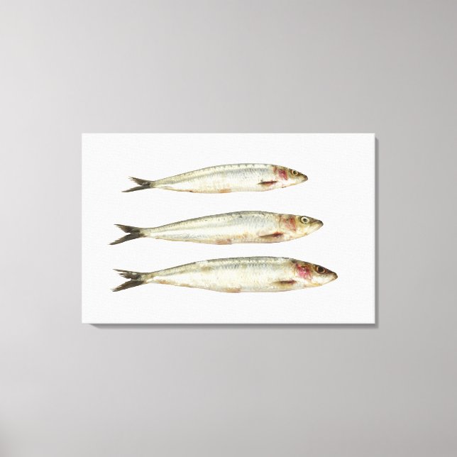 Toile Sardines (Pilards) 2 (Recto)