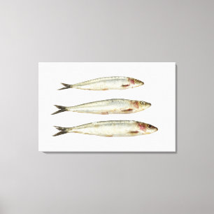 Toile Sardines (Pilards) 2