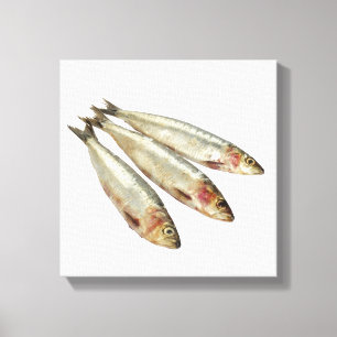 Toile Sardines (pilchards)