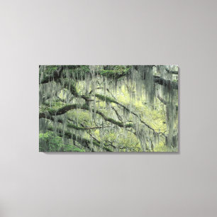 Toile Savannah, Géorgie, arbre de chêne vivant drapé de