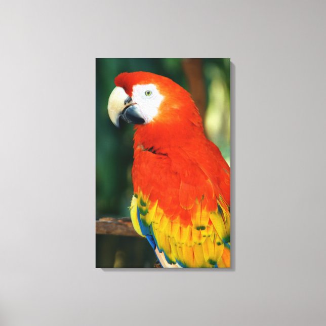 Toile Scarlet Macaw (Recto)
