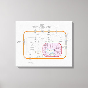 Toile Schéma des voies de transduction du signal génétiq