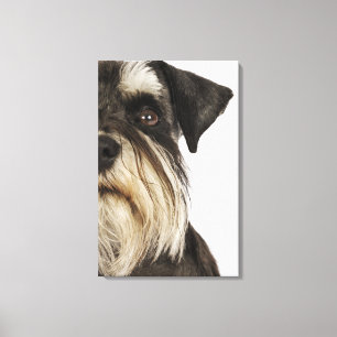 Toile Schnauzer miniature, tir de studio, plan rapproch