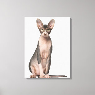 Toile Séance de Sphynx (7 mois)