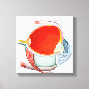 Toile Section De L'Oeil Humain